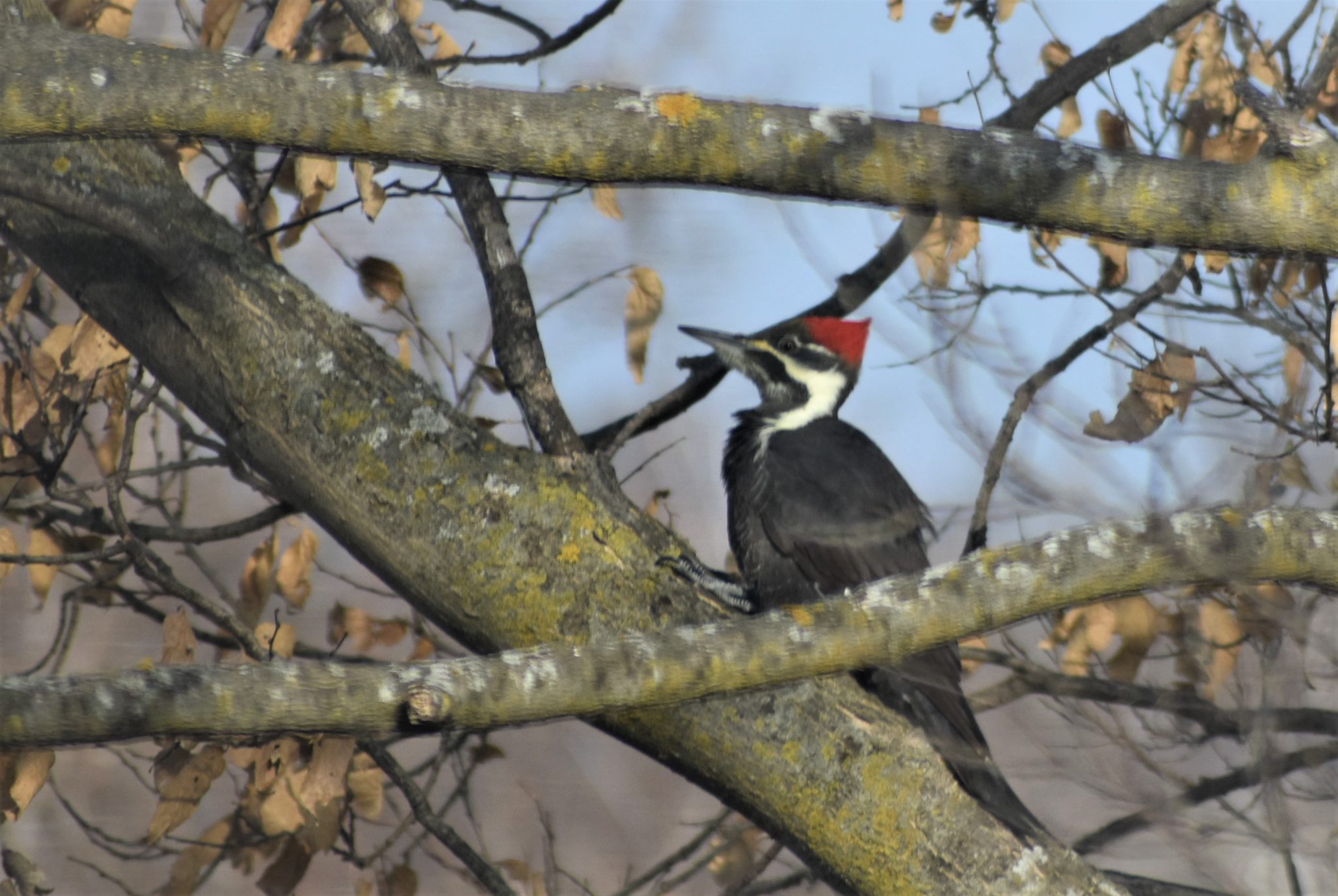 Enjoying Winter Birds MN Birdwatcher