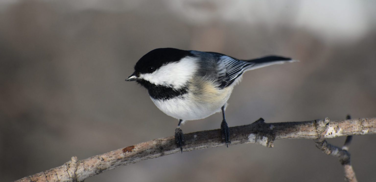 Enjoying Winter Birds MN Birdwatcher